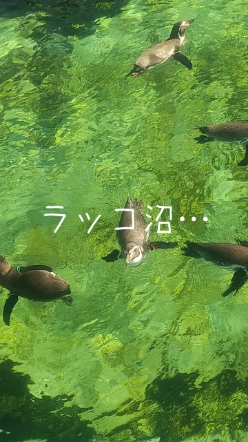 ひろ 沼に…