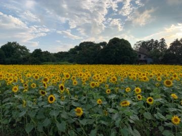 市川ともこ おはよう