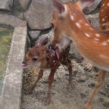 ひさこ 明日も出勤します(^ω^)v