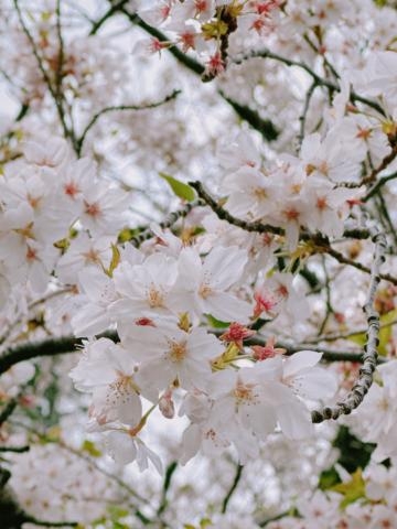 相原はるか おはようございます?