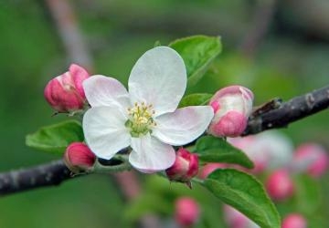 宮野わかな りんごの花