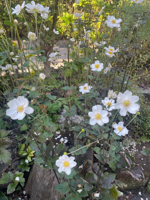 桜野ゆりな おはようございます。