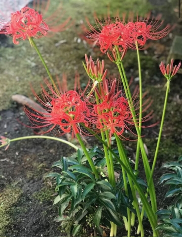 奥空透子 秋のお彼岸