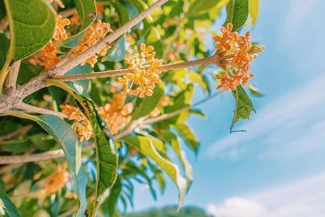 きよか 花の金曜日