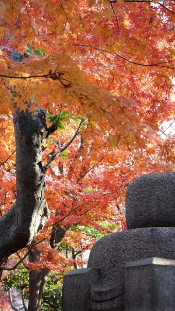 トモミ 癒されて来ました〜