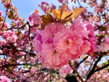 国生あきな 内緒の話