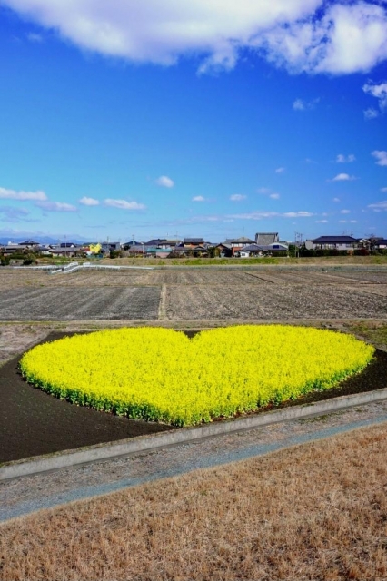 さな お礼?