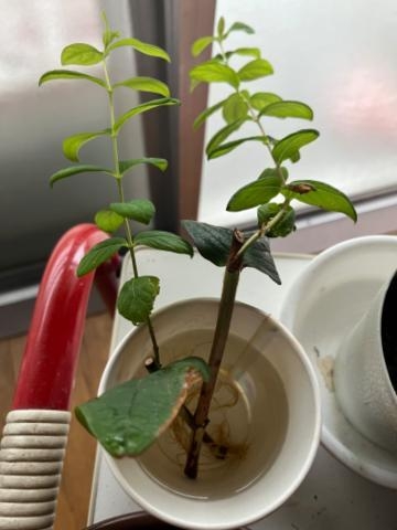 みつこ 植物