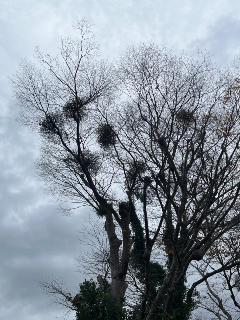 みつこ 鳥の巣？