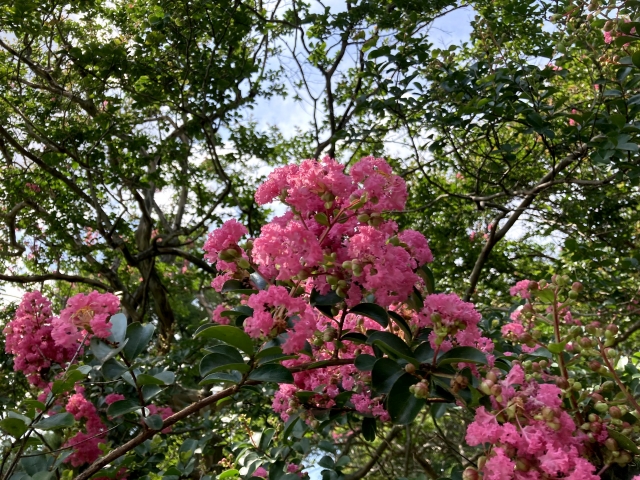 三咲 無事に退院しました❤️