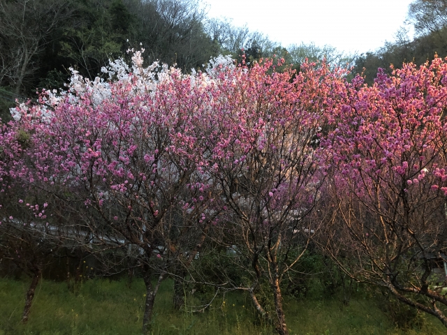 牧加代子 終了しました