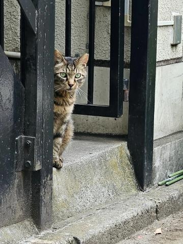 里中まなみ 愛猫家