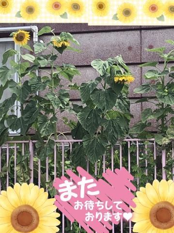 広瀬まほ 夏の花?