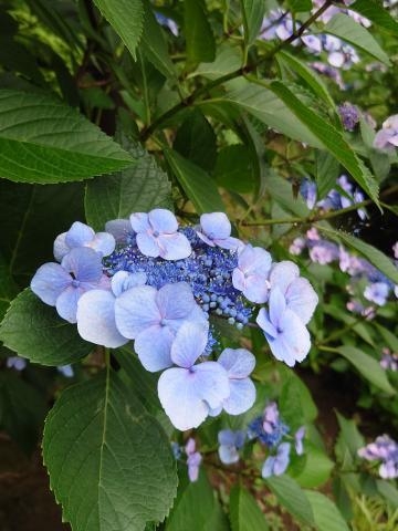 守屋 ありがとうございます