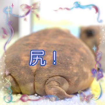 しおん 尻を舐めさせてくれ❗️