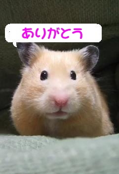 こま ありがとうございます