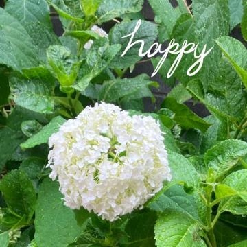 あいこ 紫陽花と雨