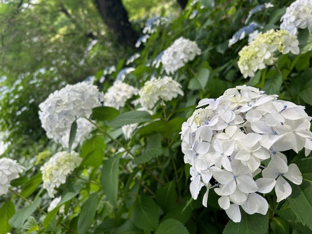 かえで おはようございます