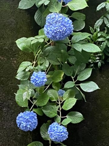 三橋 雨の日のハッピー効果