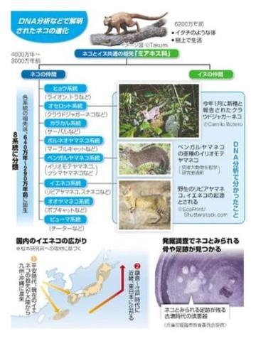 黒崎 ネコ科の進化