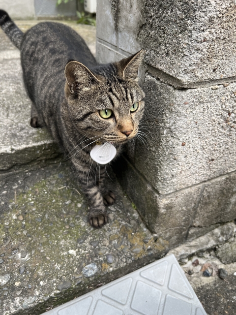 久保 フレンドリーな迷い猫