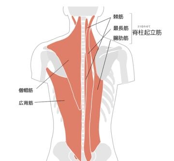 杉下あんな 背中が痛いです