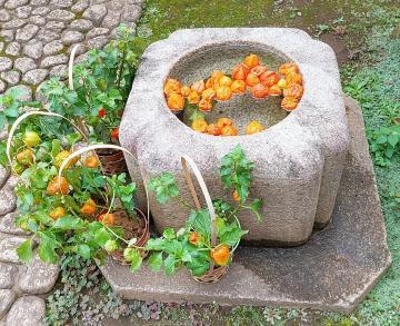 新菜 神社⛩️にて