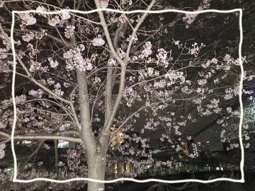 ひより 夜桜～!