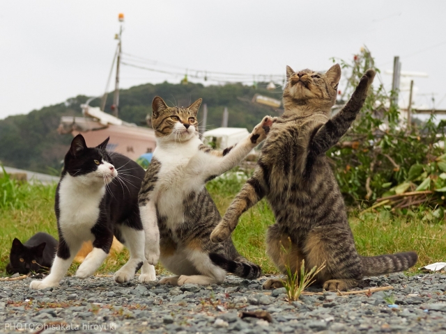 さわ (；￣Η￣)　Φ「なん」「でや」「ねーん」←写真の猫