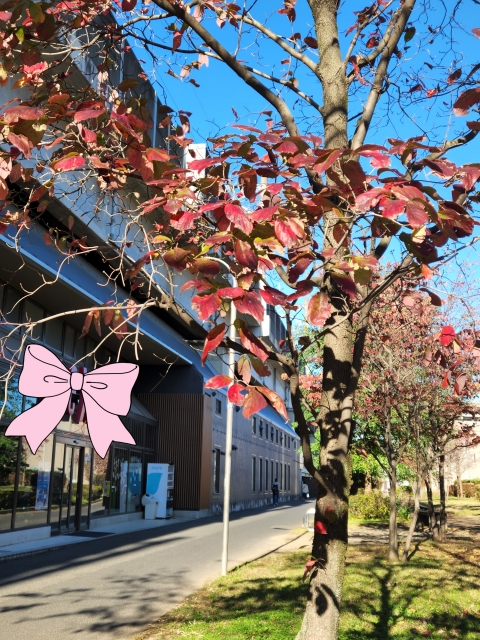 野原 野原です