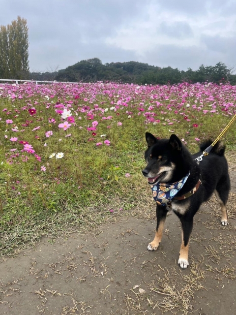 かざね 貸切