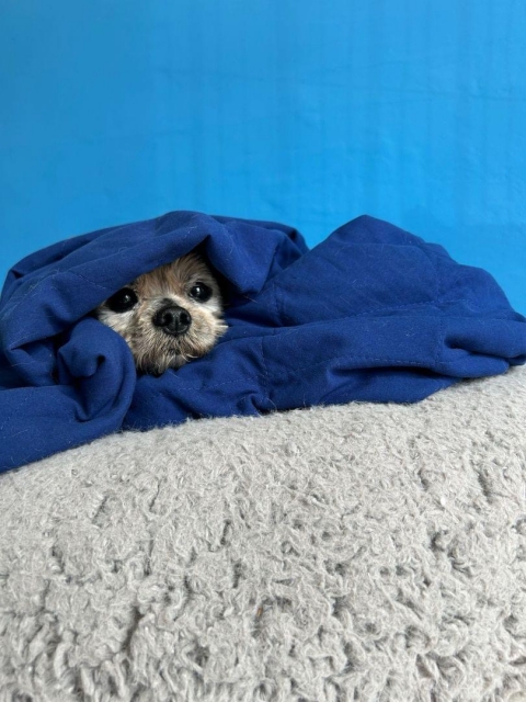 久保 犬飼ってる人教えて