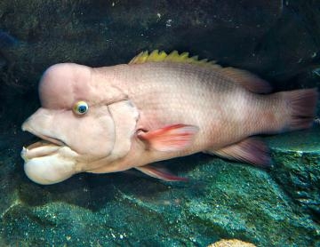 里中まなみ サビキ釣り